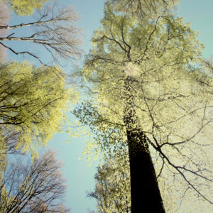 Forest, treetops, from below Forest, treetops, from below